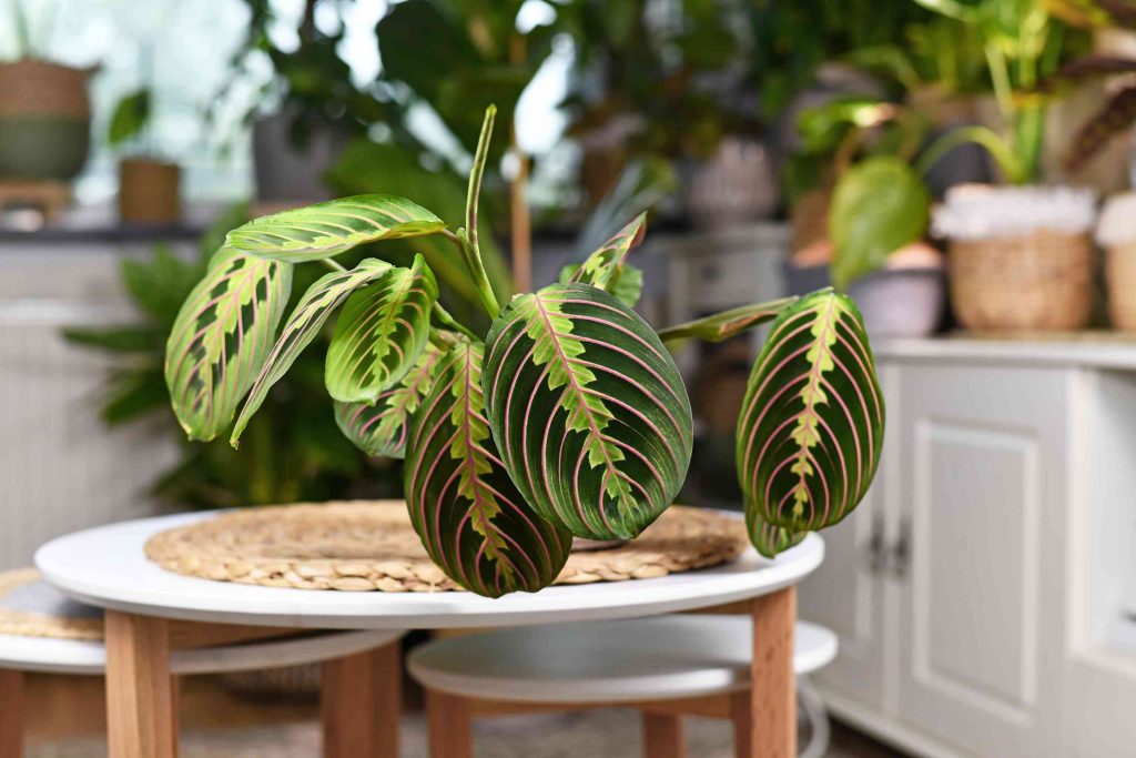 Houseplants London
