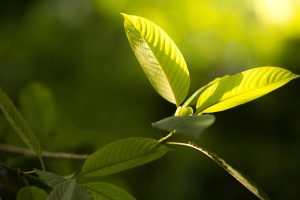 Kratom